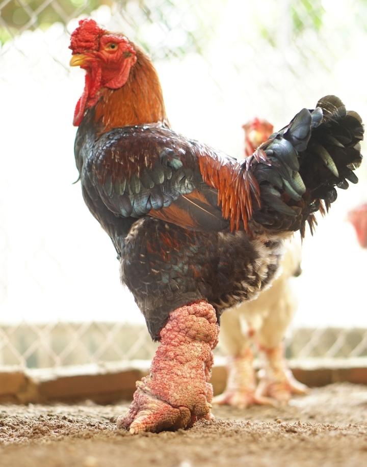 Gà Đông Tảo – Gà ta tiến vua độc đáo