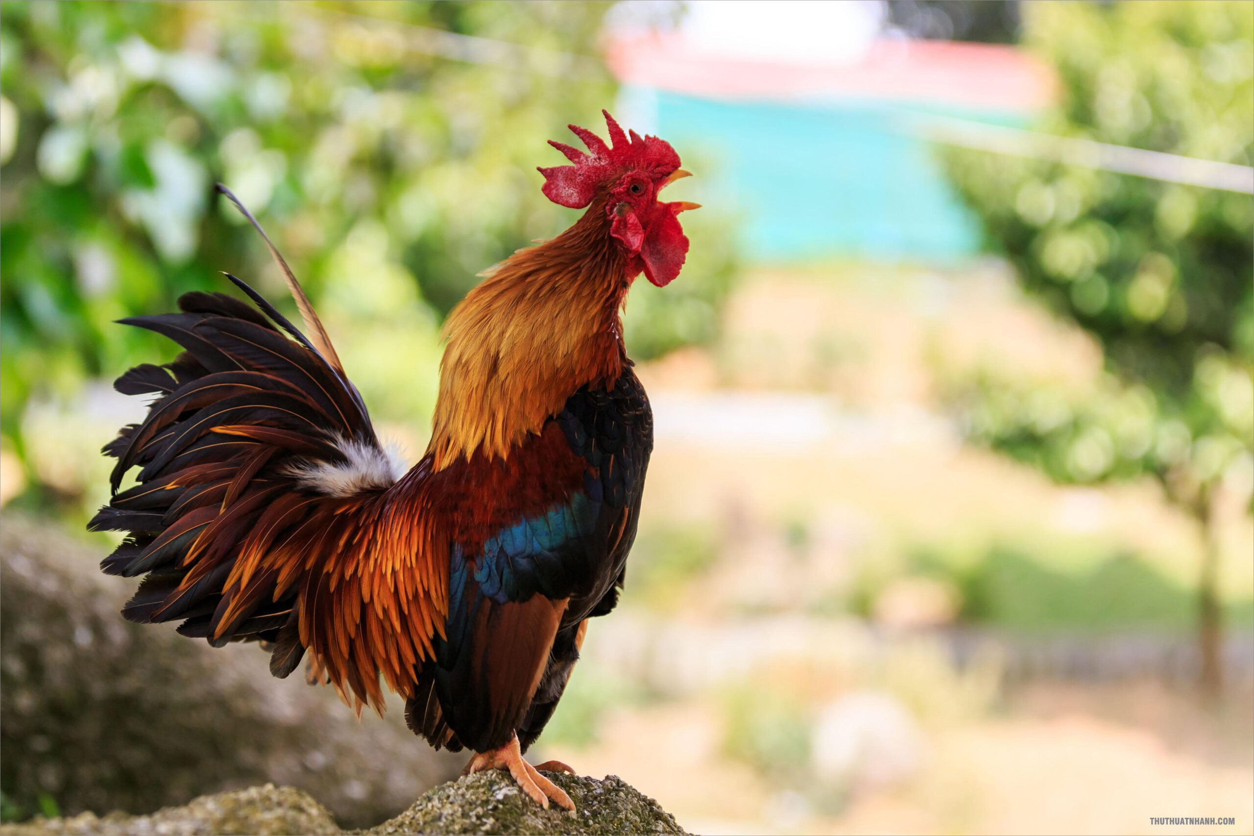 Gà Tre – Gà ta nhỏ nhưng "có võ