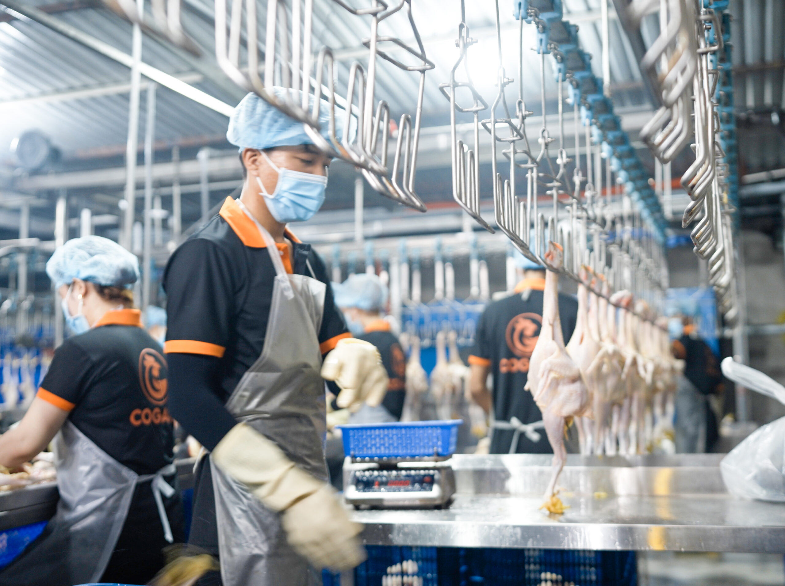 Mua gà tươi ở đâu là uy tín?