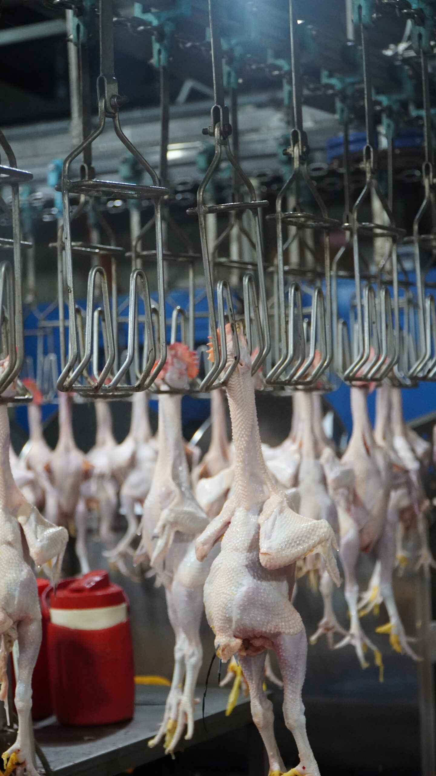 Làm sao để bản quản thịt gà tươi đúng cách