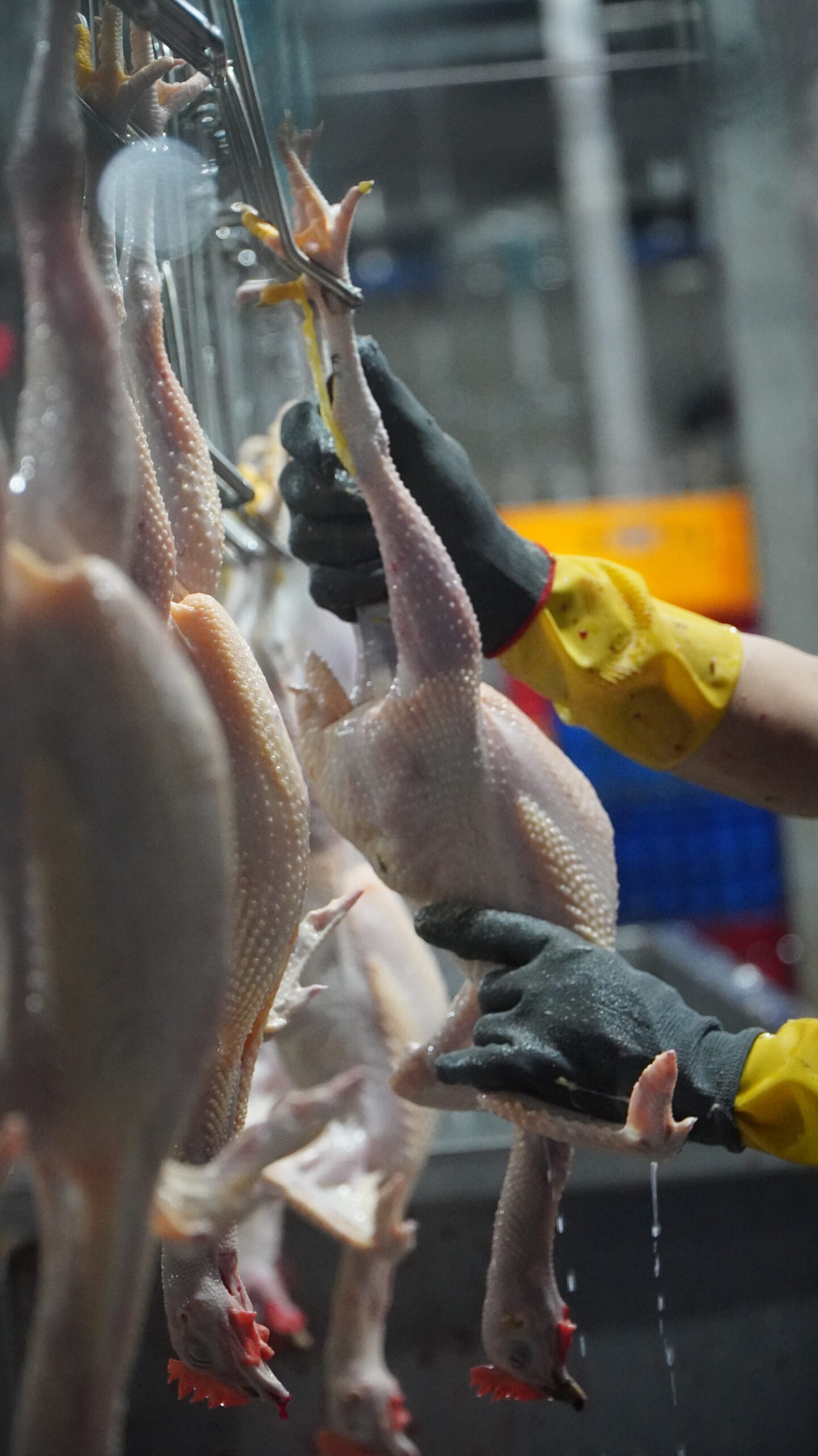 Gà tươi nguyên con uy tín tại Thủ Đức