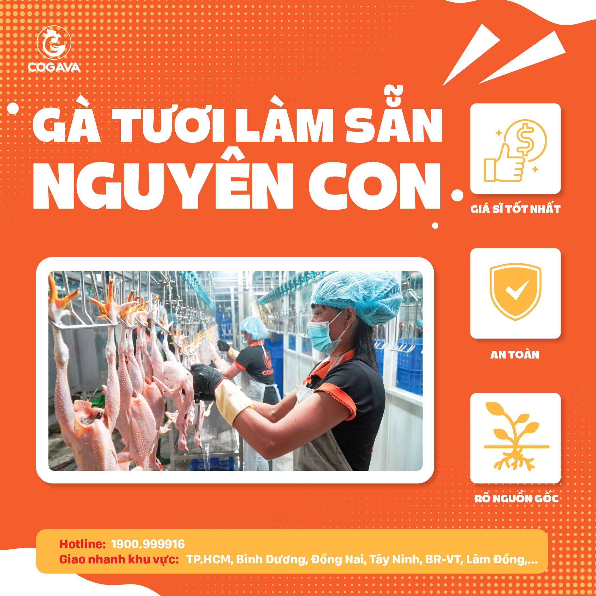 gà tươi Gà Vàng