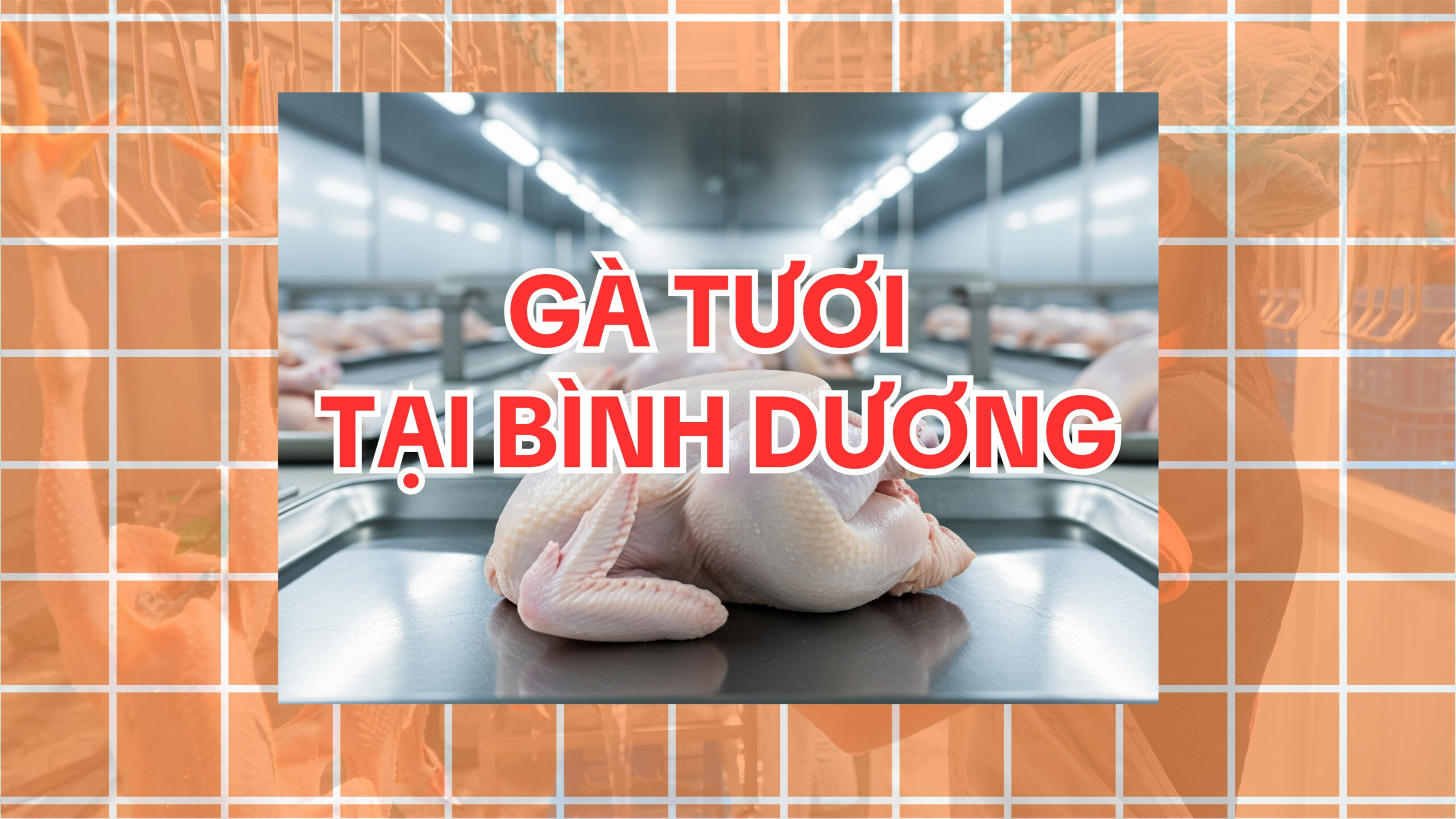Mua gà tươi tại Bình Dương