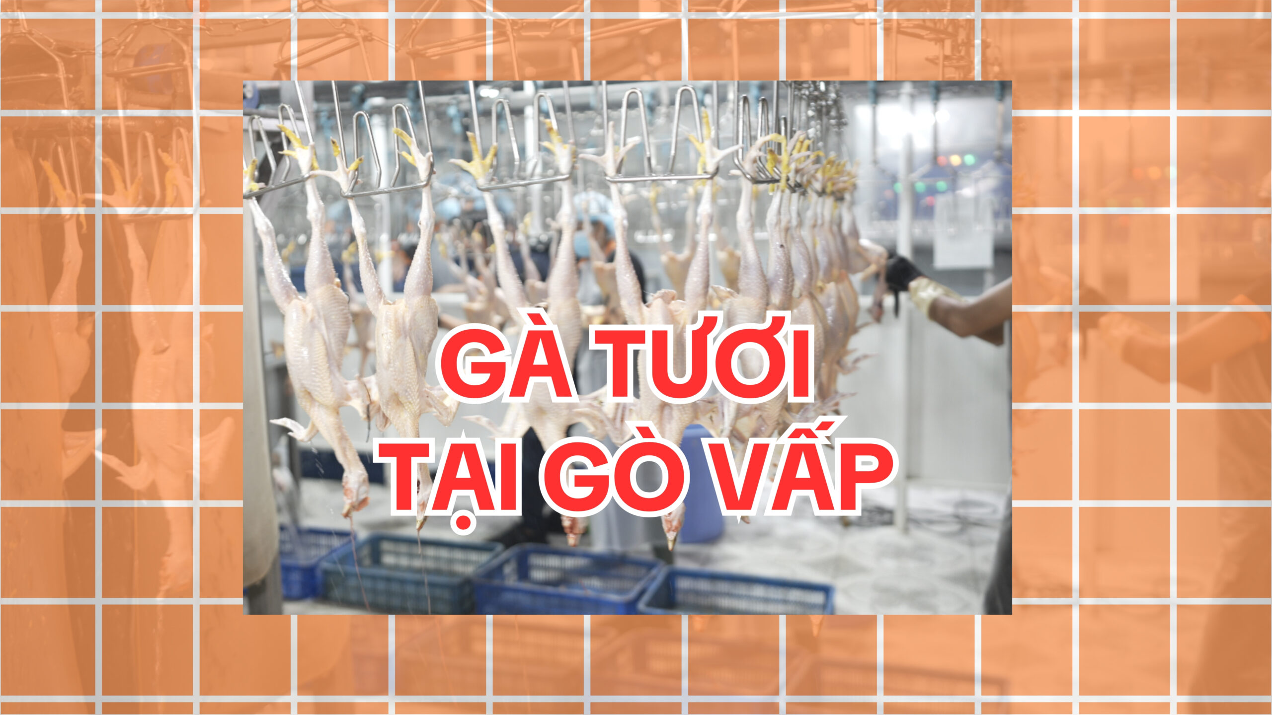 Gà Vàng là đơn vị cung cấp gà tươi nguyên con uy tín tại Gò Vấp