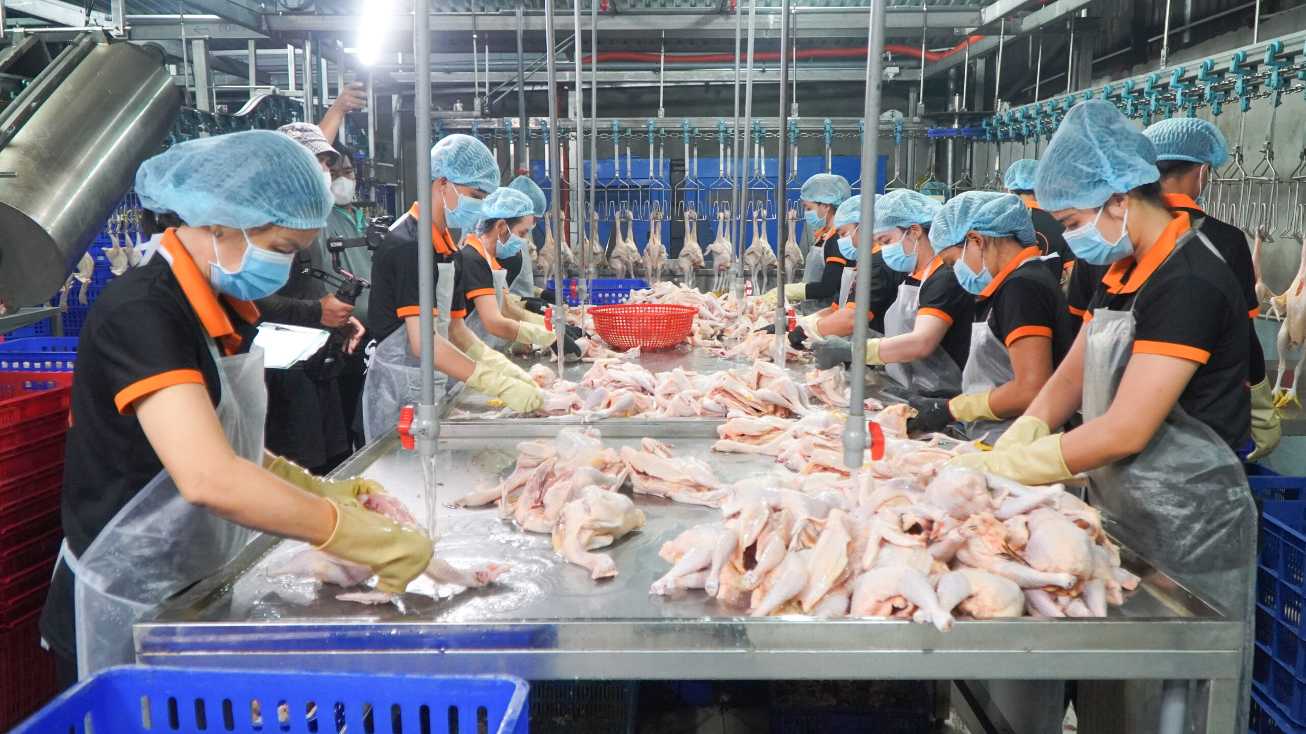 Gà Vàng tự hào là đơn vị cung cấp gà tươi uy tín tại Bình Thạnh