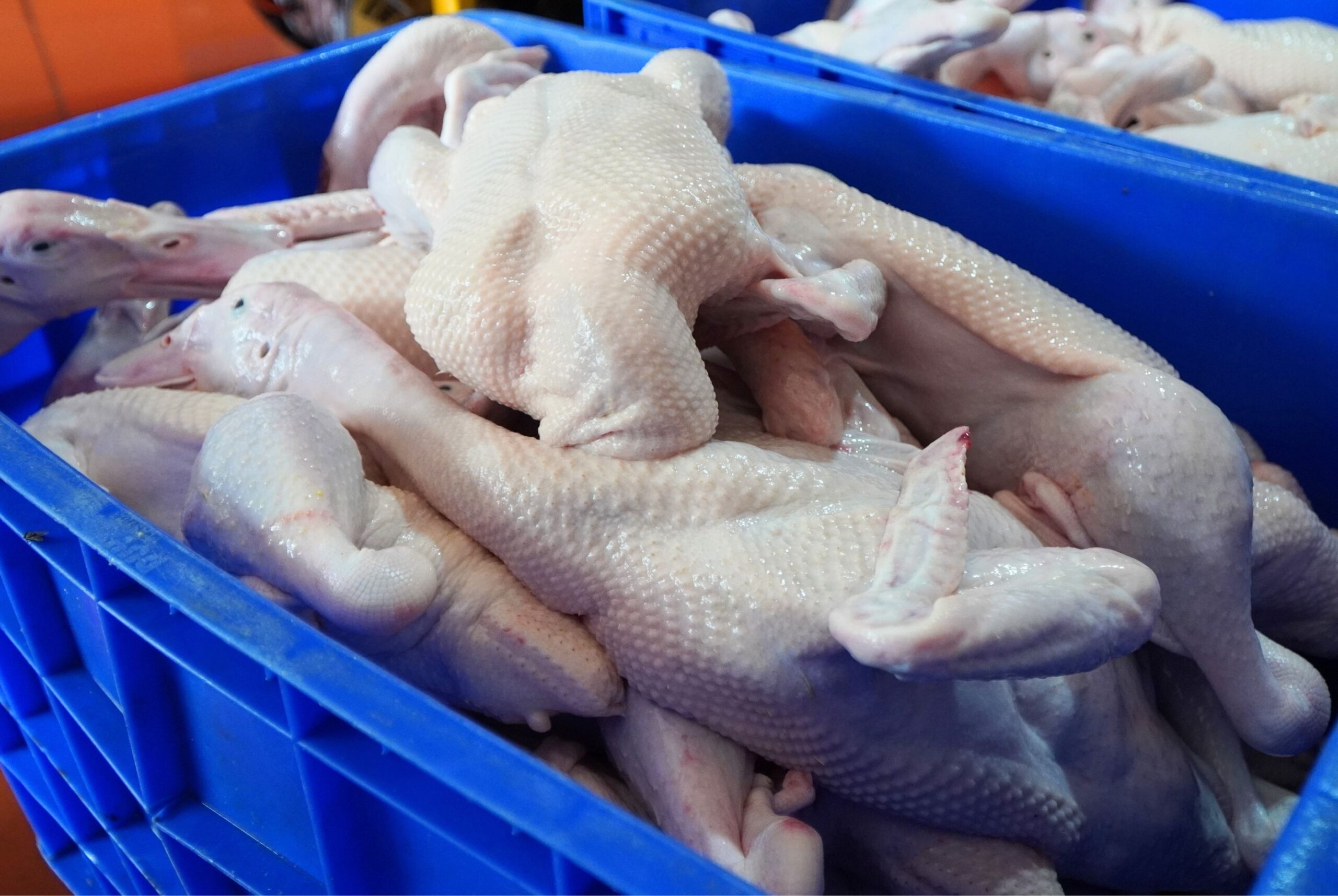 Vịt Cherry nguyên con đã sơ chế