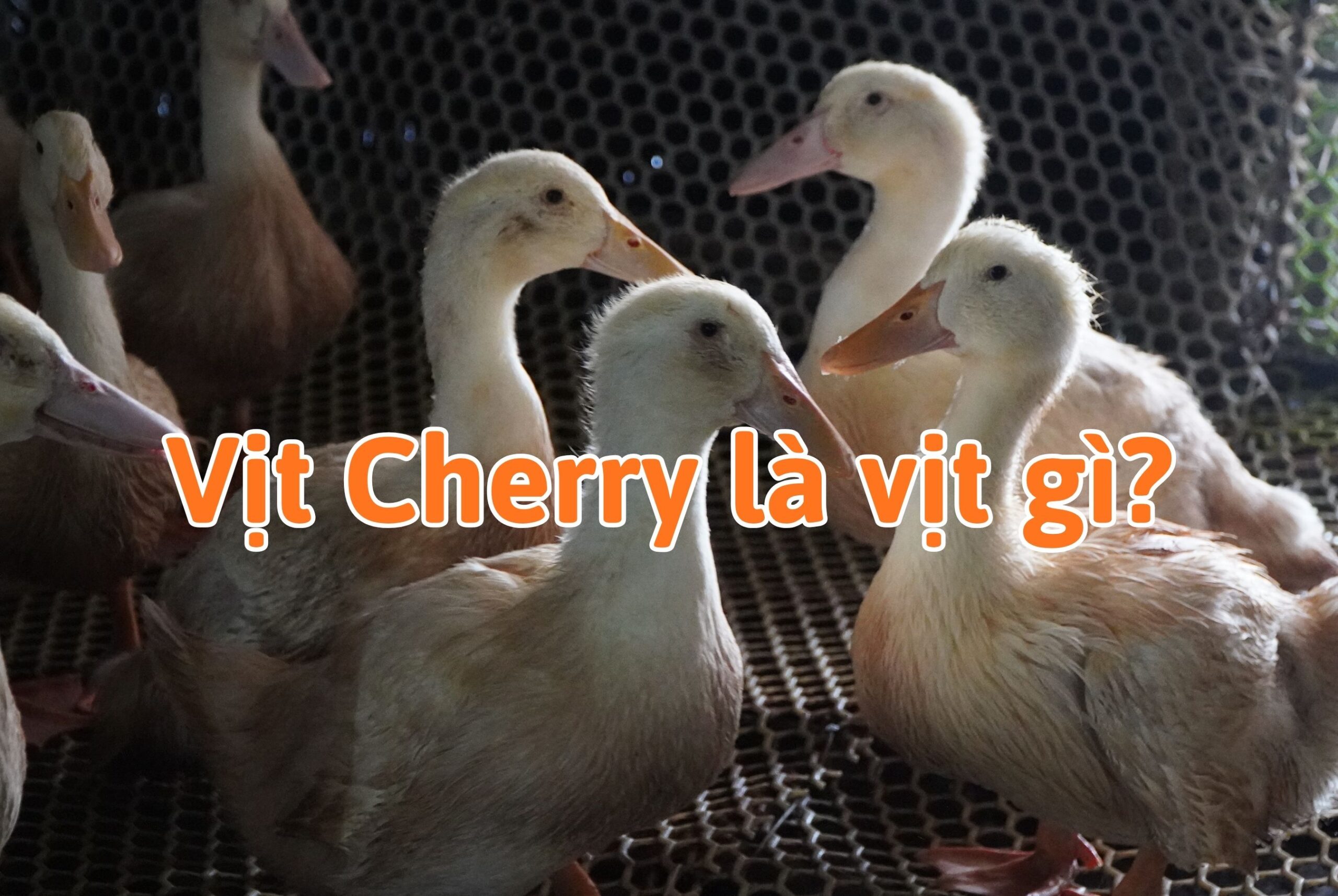 Vịt Cherry là vịt gì?