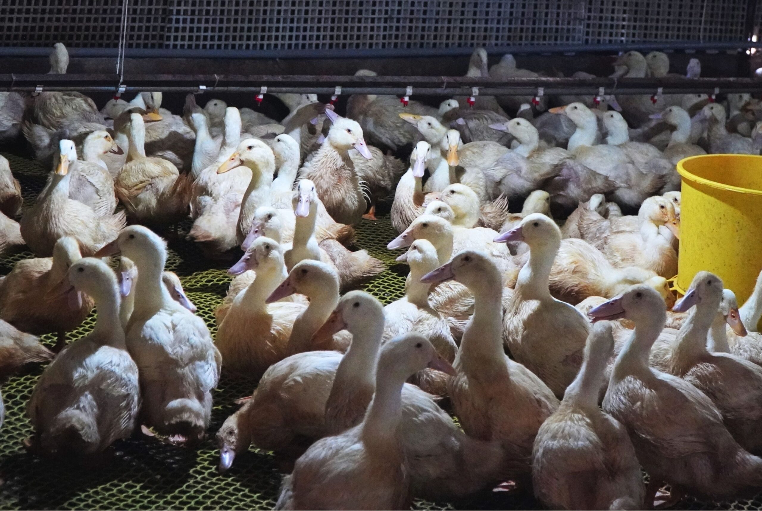 Vịt Cherry - là giống vịt siêu thịt hot nhất thị trường hiện nay