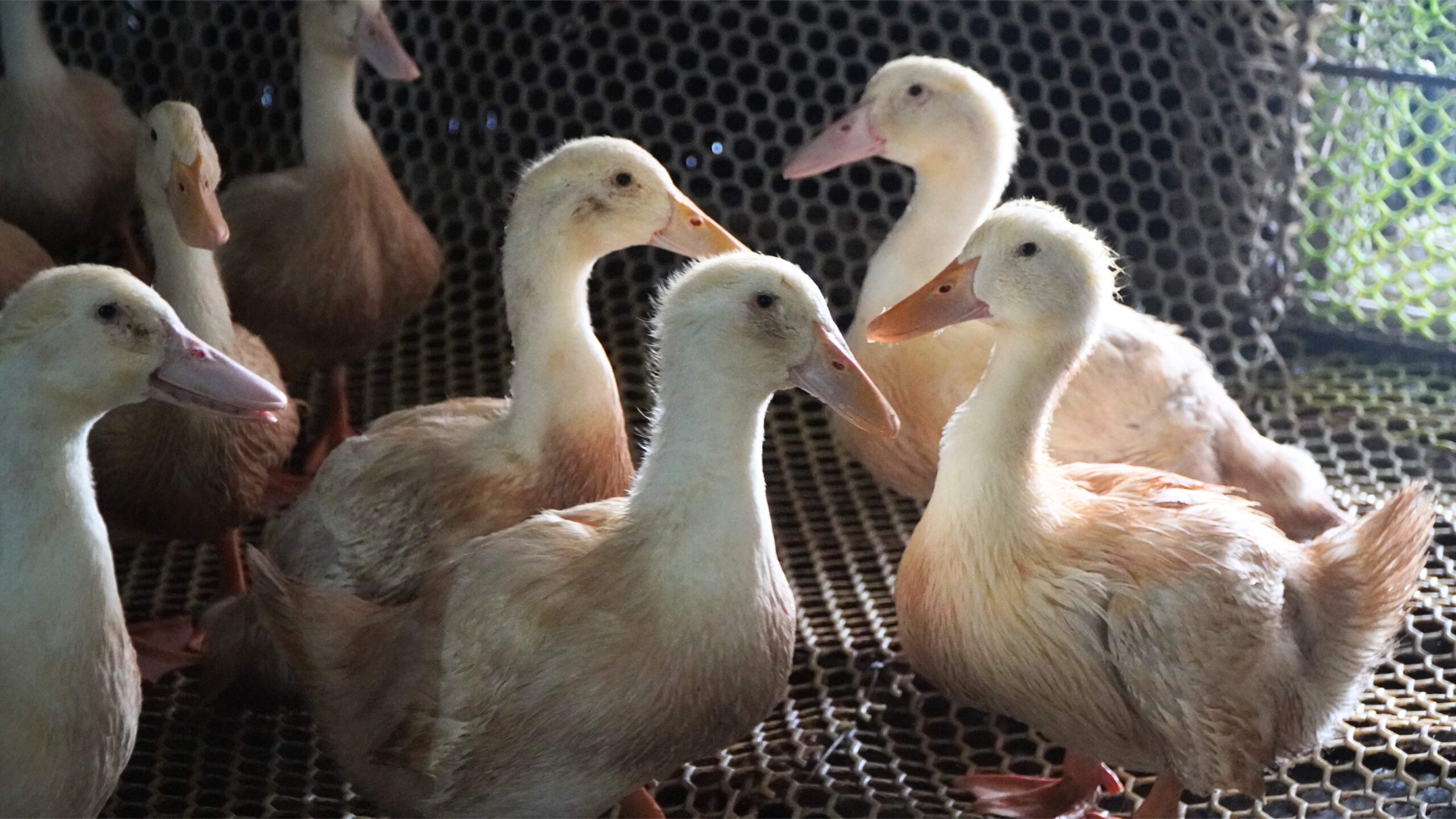 Vịt siêu thịt đang được chủ quán yêu thích nhờ lợi ích kinh tế mà nó mang lại