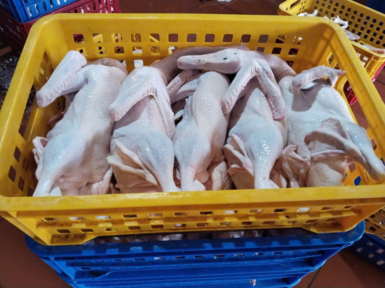 Nhu cầu mua vịt tươi ở Long An ngày một tăng cao