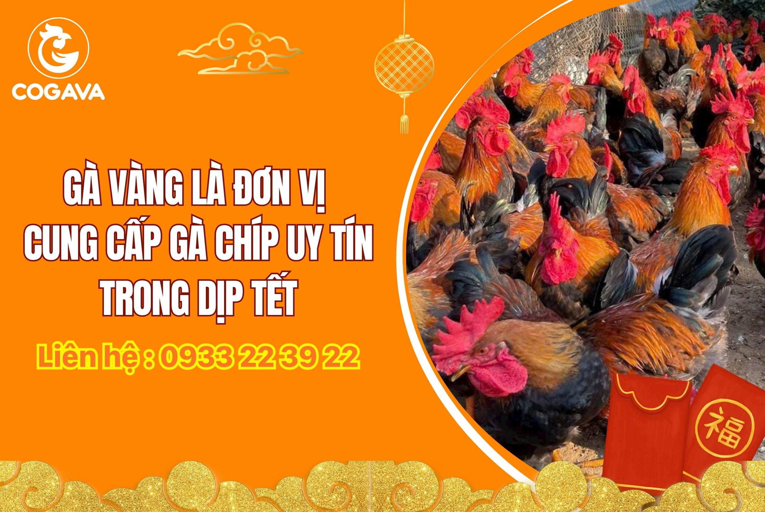Mua gà chíp tại Gà Vàng
