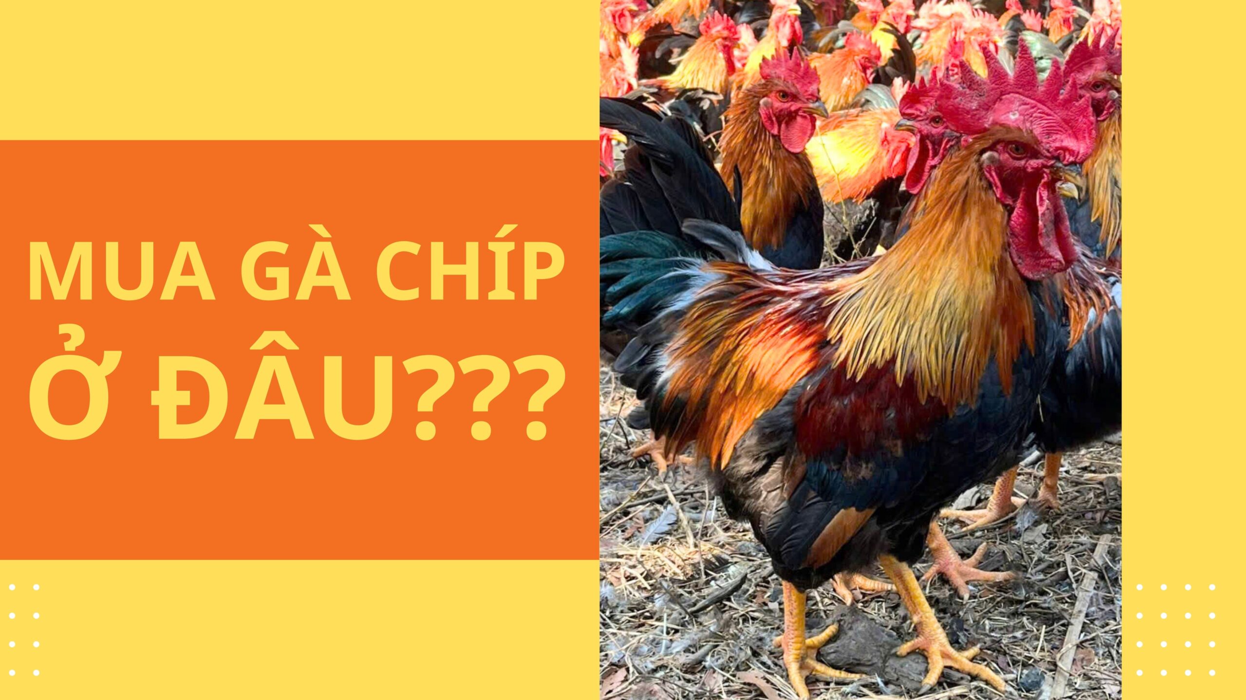 Mua gà chíp ở đâu là uy tín thế nhỉ