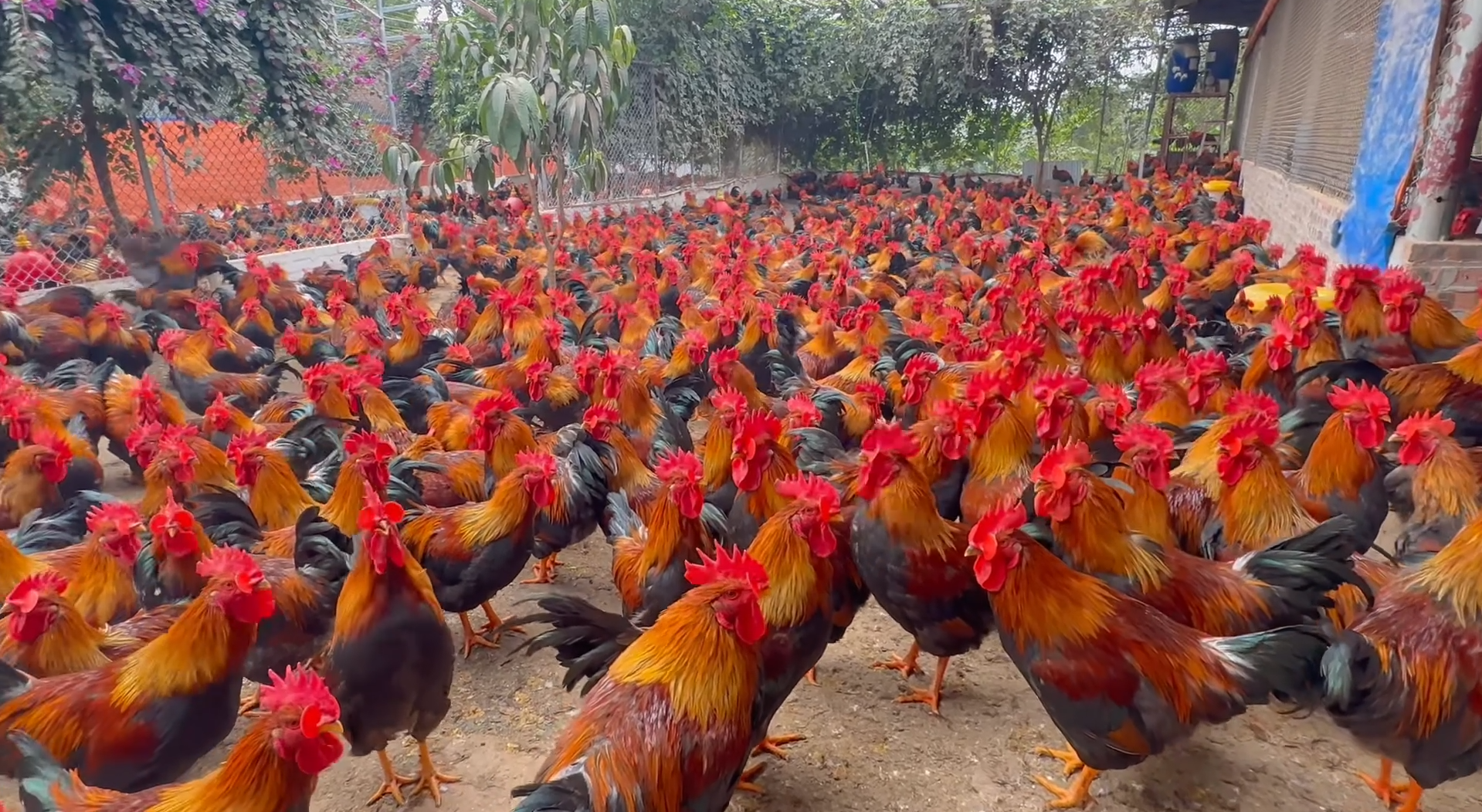 Mua gà Chíp ở đâu là uy tín?