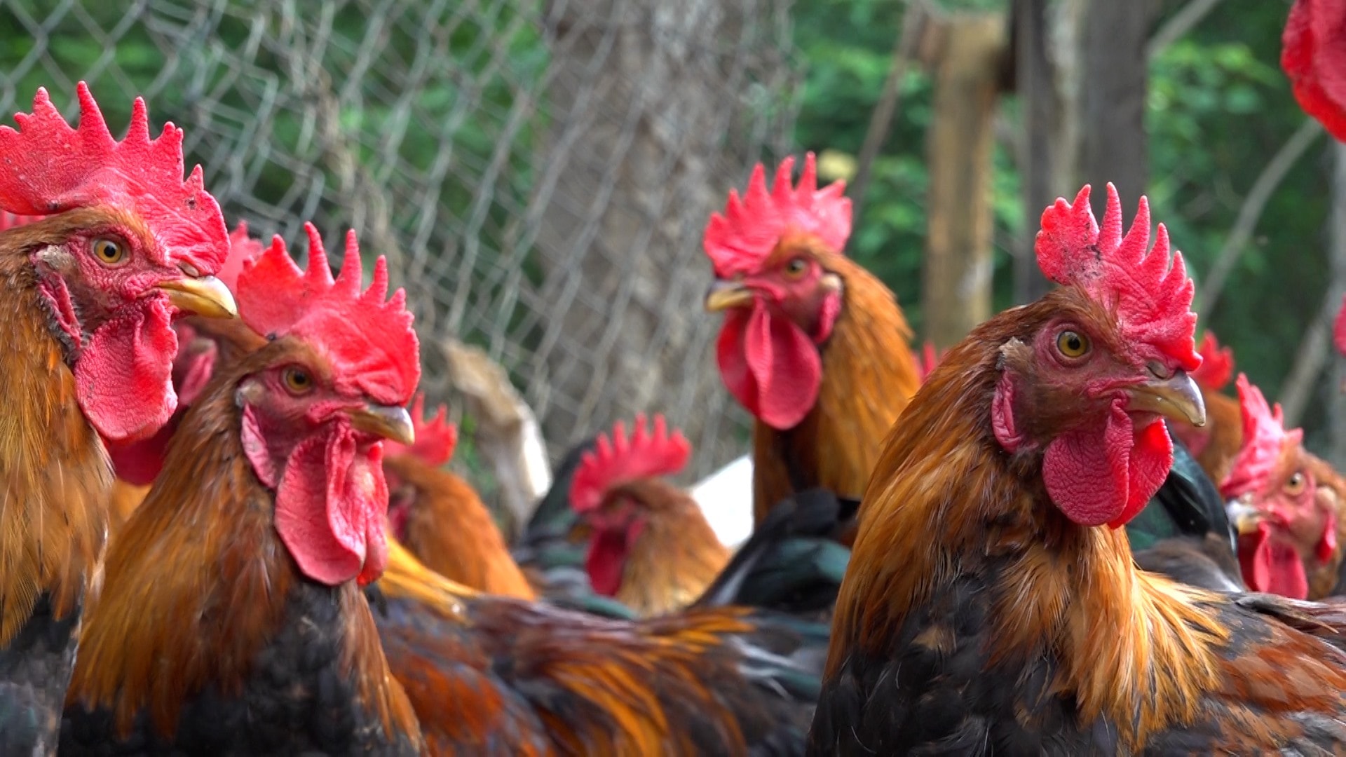 Vì sao Gà chíp lại hot