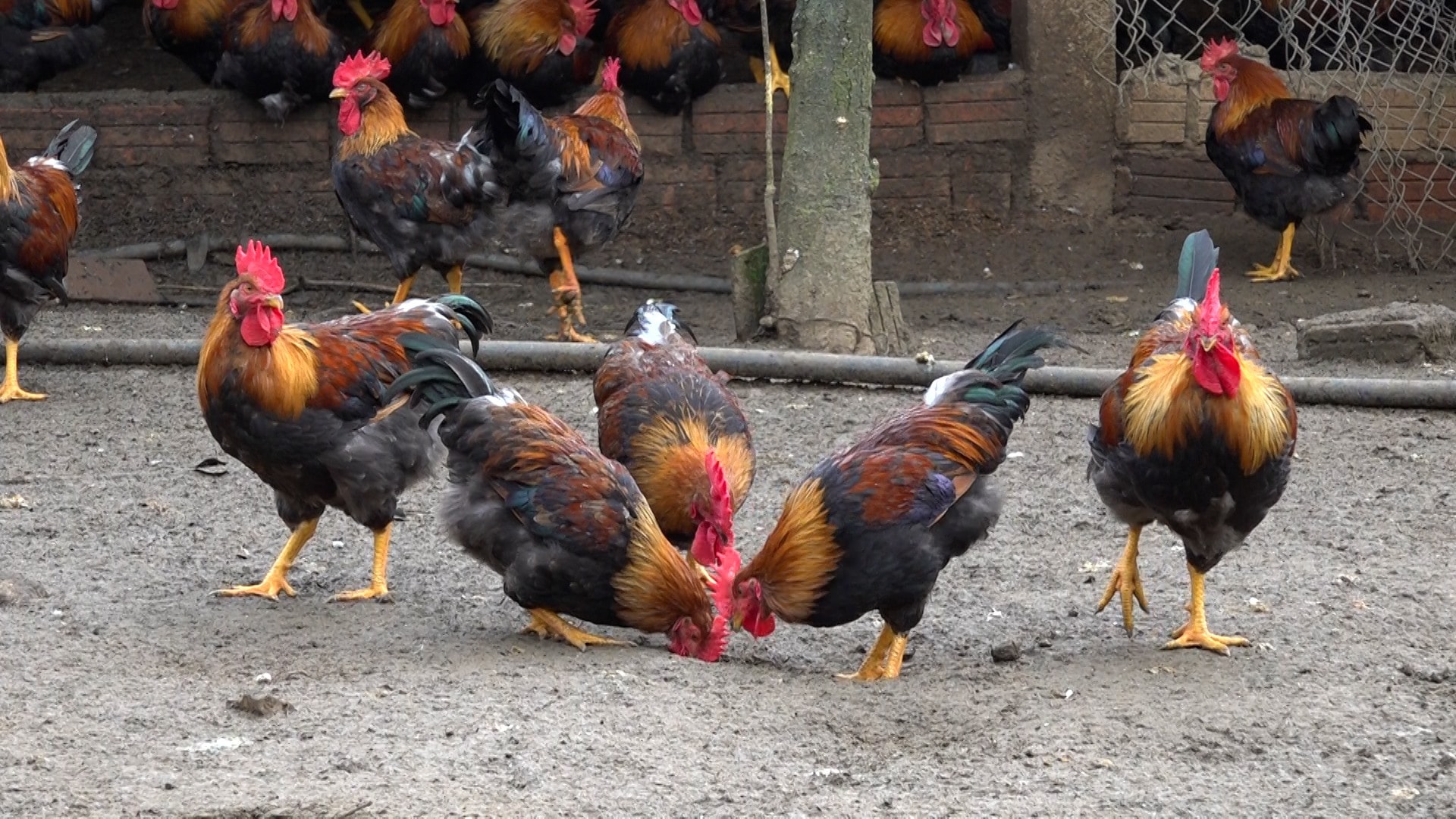 Gà chíp là gà gì?