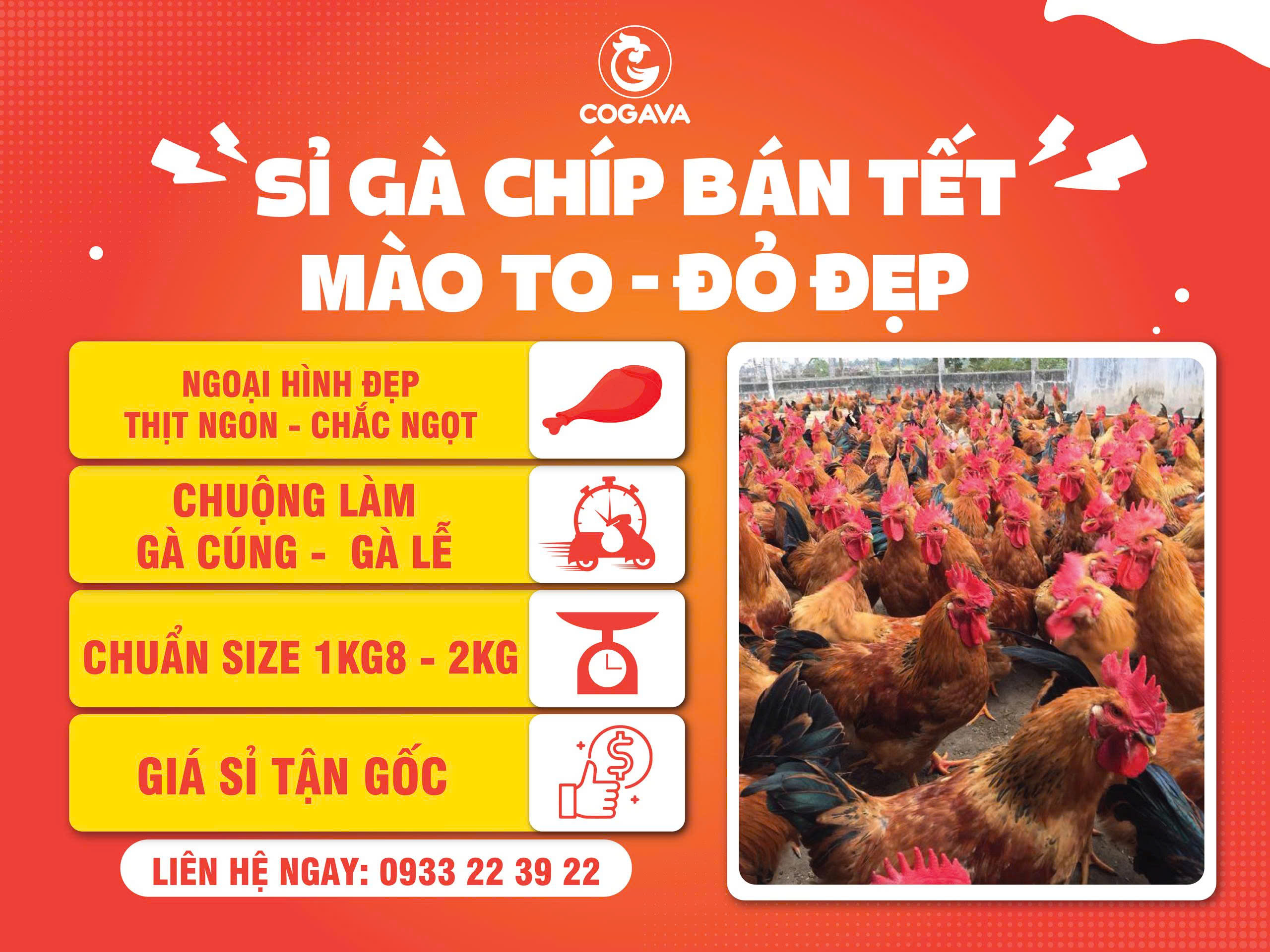 Gà Vàng là đơn vị cung cấp gà Chíp uy tín vào dịp Lễ, Tết