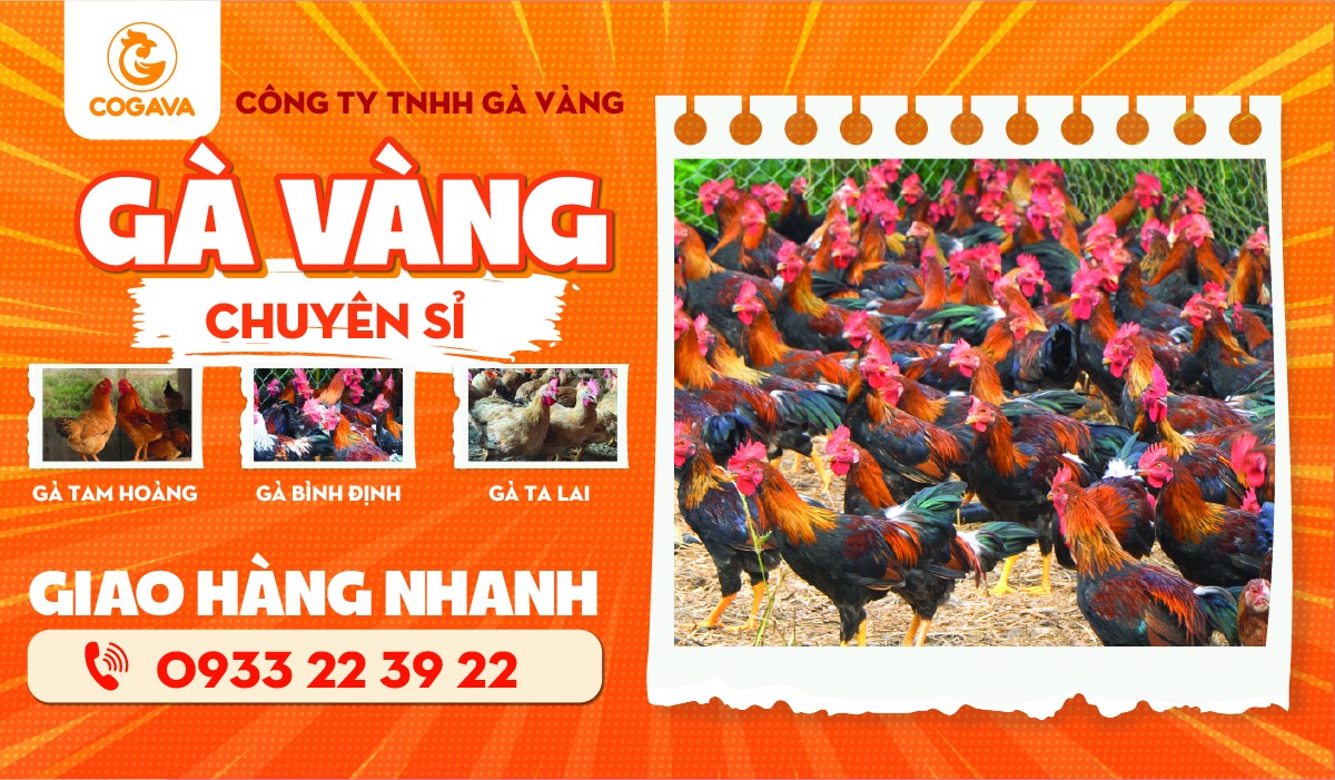 Gà tươi quận 12