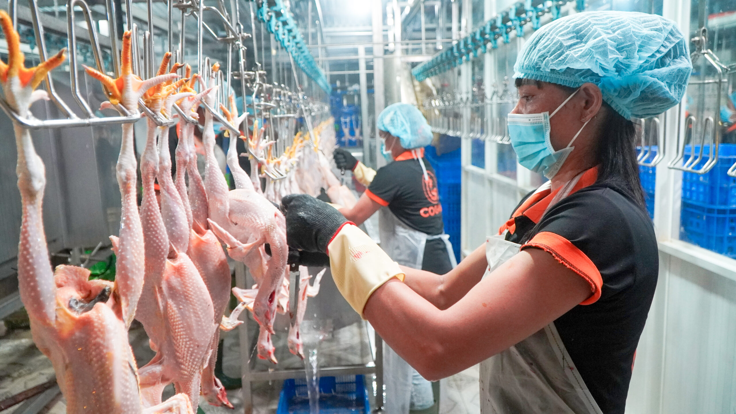 Mua gà tươi ở đâu tại Dĩ An