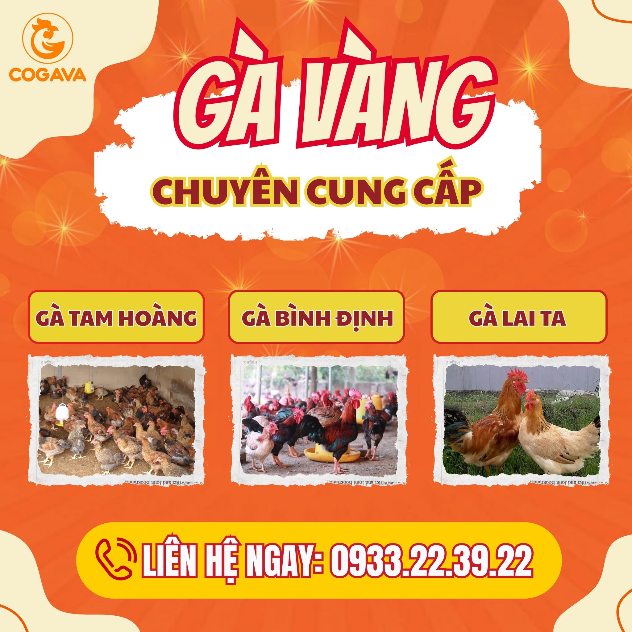 Gà Vàng có cung cấp gà Bình Định giá tận trại