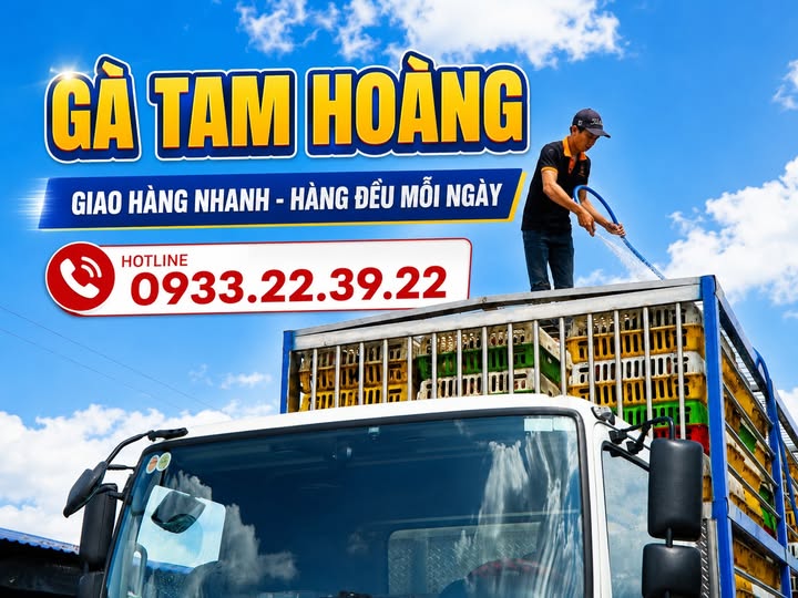 Gà Vàng cung cấp gà Tam Hoàng cho các quán ăn