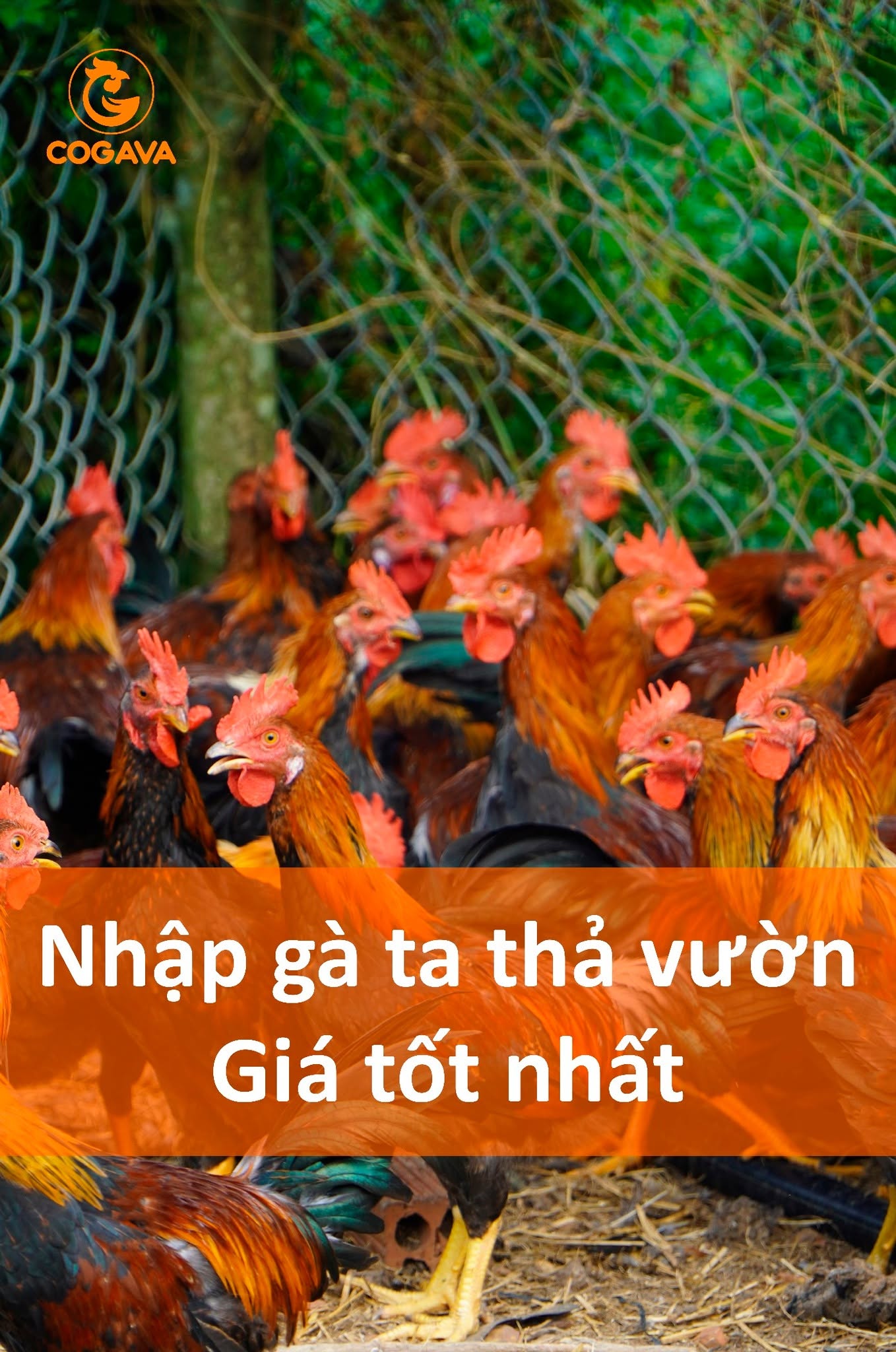 Nhập sỉ gà Bình Định giá tốt nhất tại Bình Dương