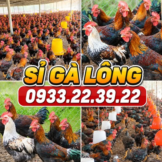Sỉ gà Bình Định, gà lông chuẩn size tại Bình Dương