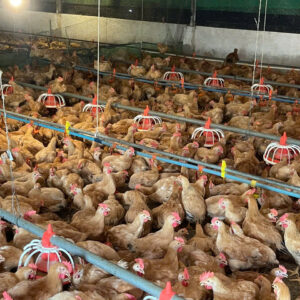 Giấy kiểm dịch gia cầm