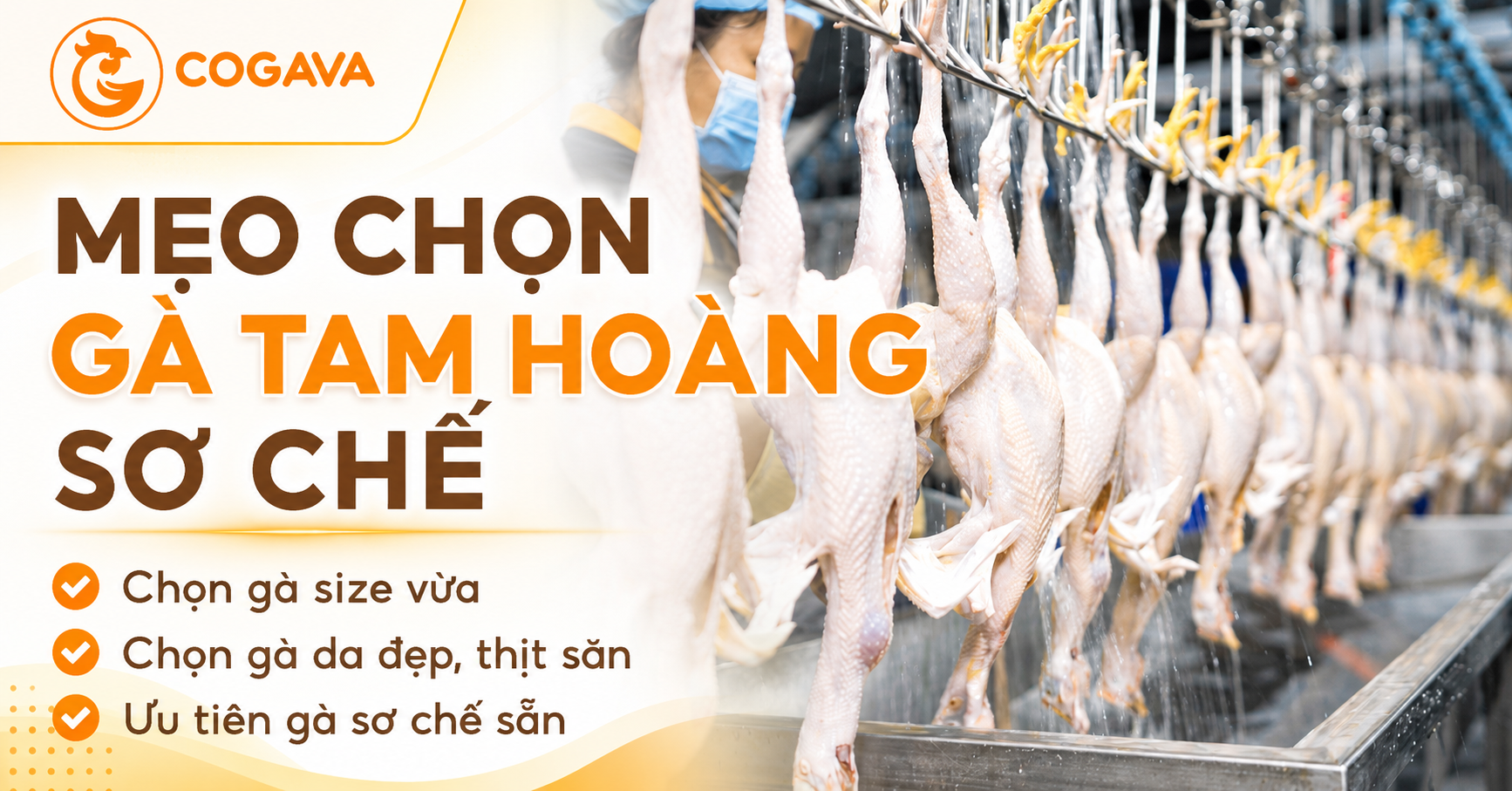 Mẹo chọn gà Tam Hoàng sơ chế Gà Vàng