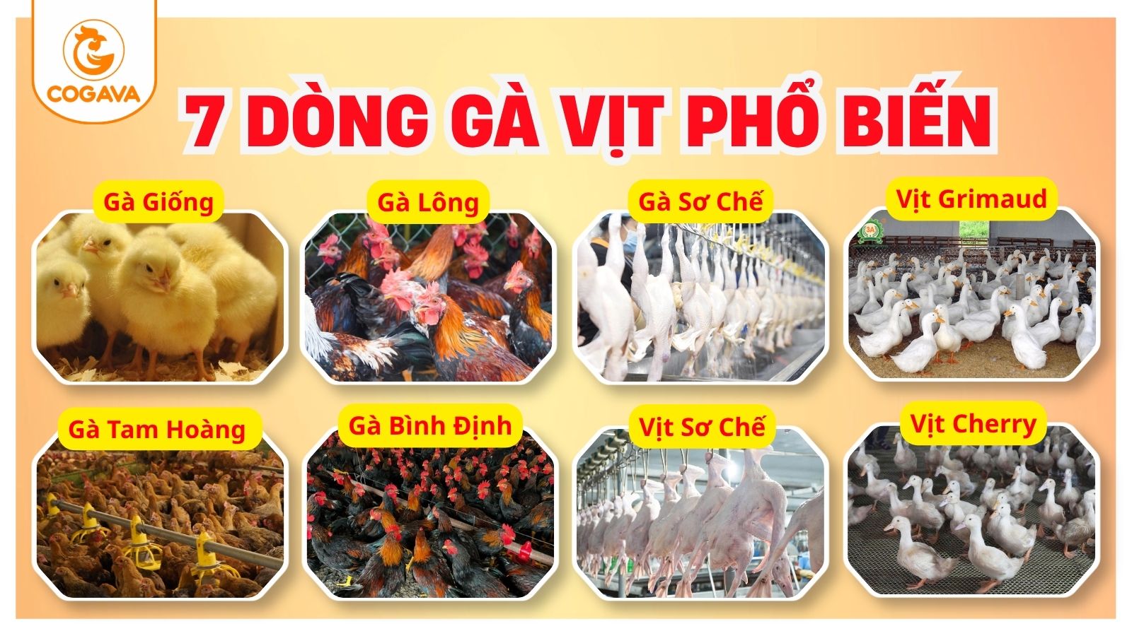 7 DÒNG GÀ VỊT PHỔ BIẾN - GÀ VÀNG