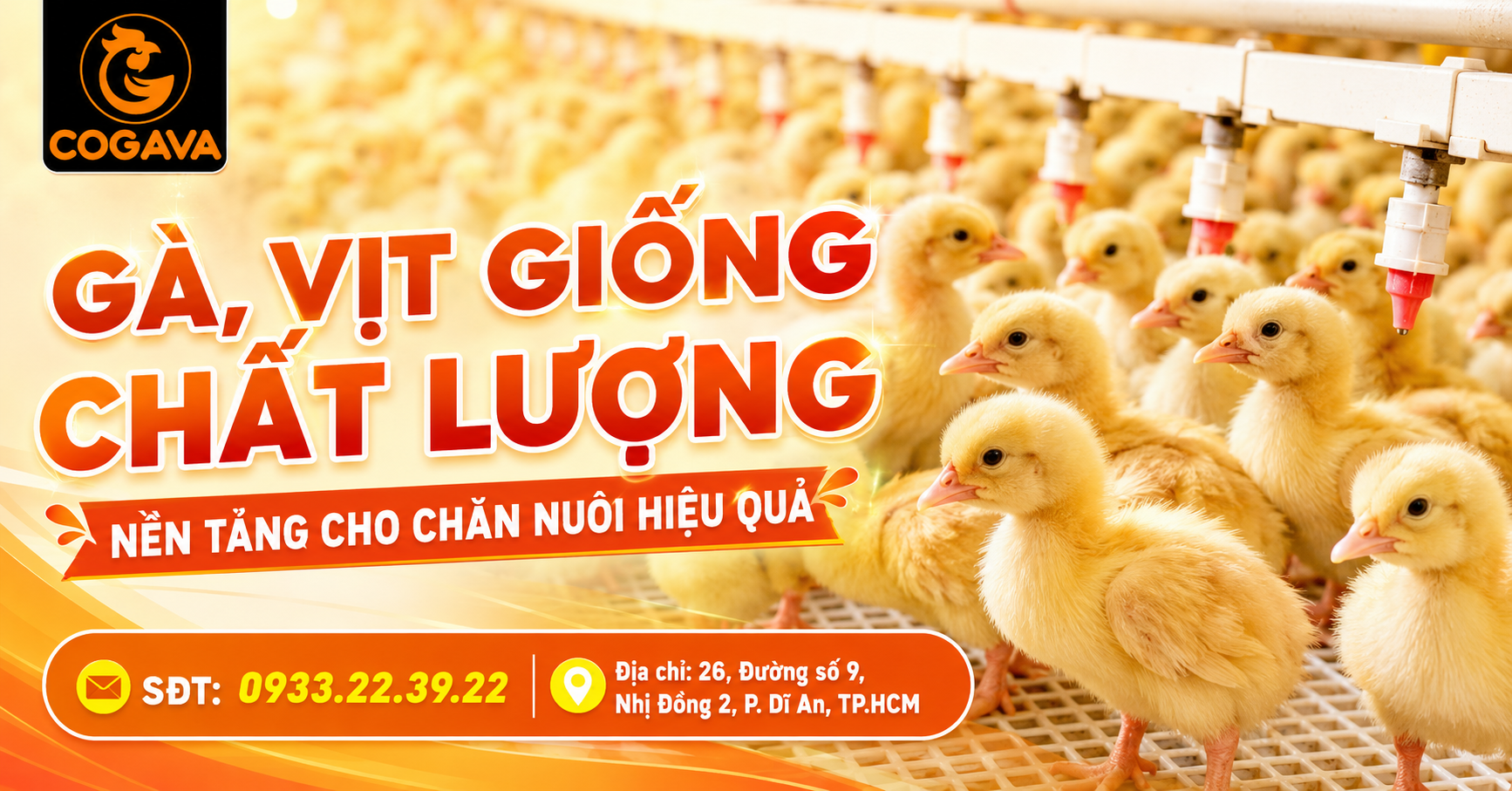 Gà, vịt giống tại Gà Vàng